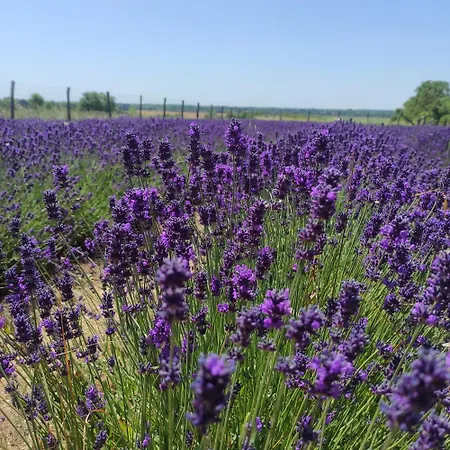 Apartamento Lavendel