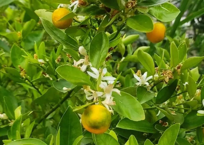 Lägenhet Lavendel *