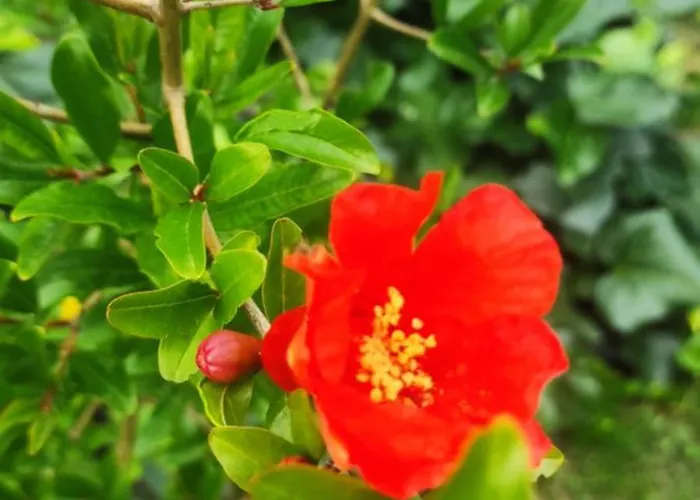 Lavendel Lägenhet *