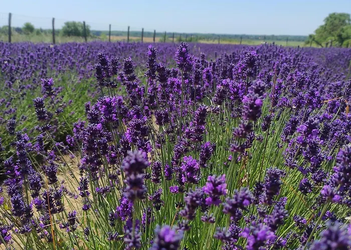 Lägenhet Lavendel